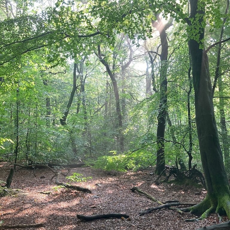 Woodland view through the trees