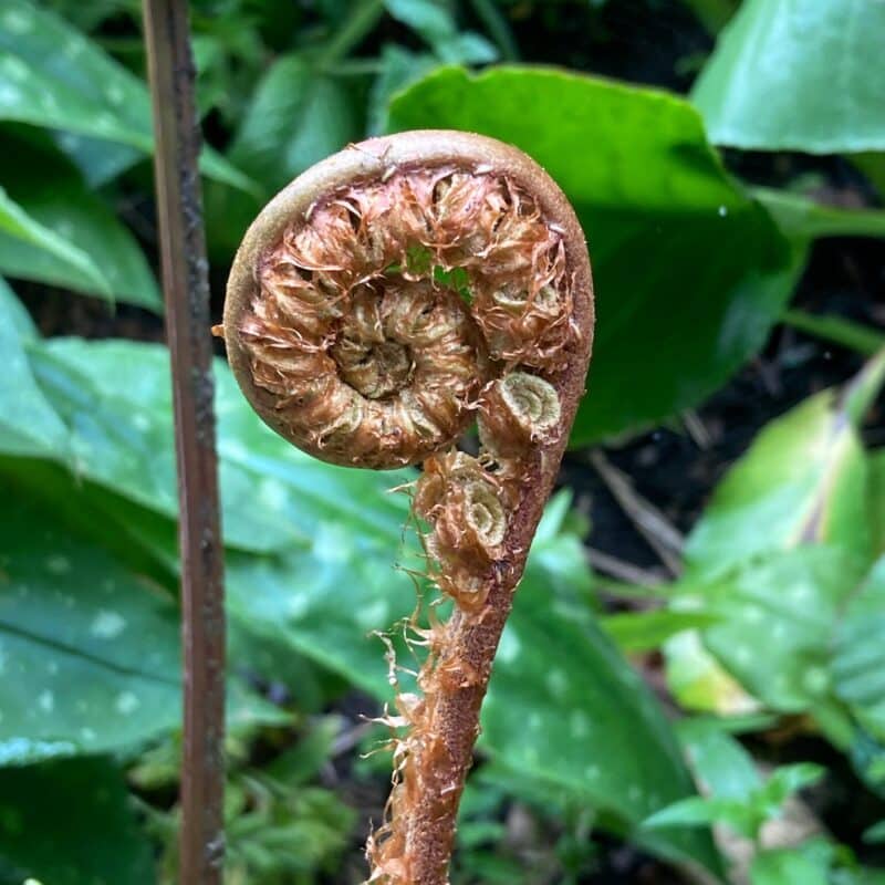 Unfurling fern in the woods